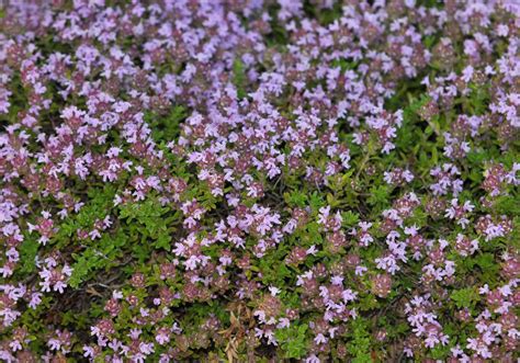 Designing a Magical Landscape with Creeping Thyme Seeds